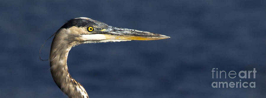Wildlife Photograph - Great Blue Heron #2 by Ursula Lawrence