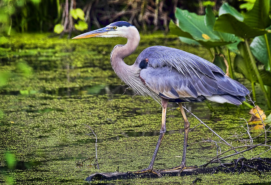 Great Blue Photograph by Marcia Colelli - Pixels