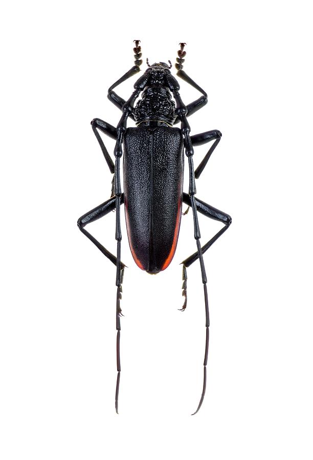 Wildlife Photograph - Great Capricorn Beetle #2 by F. Martinez Clavel
