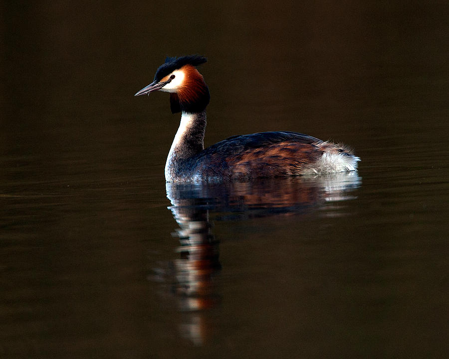 Great Crested Grebe #2 Photograph by Paul Scoullar