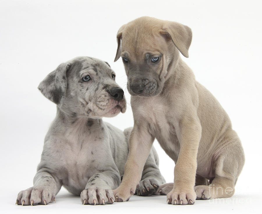 Great Dane Puppies #2 Photograph by Mark Taylor
