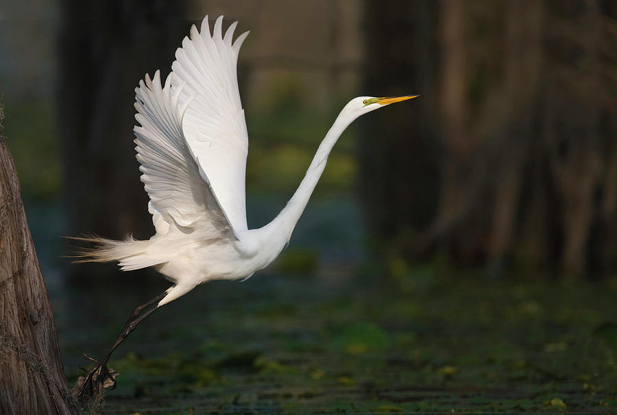 Great Egret (ardea Alba Photograph by Larry Ditto Fine Art America