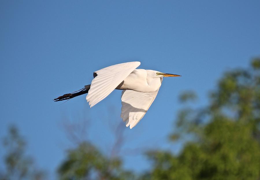Great Egret Flight #2 Photograph by John Dart