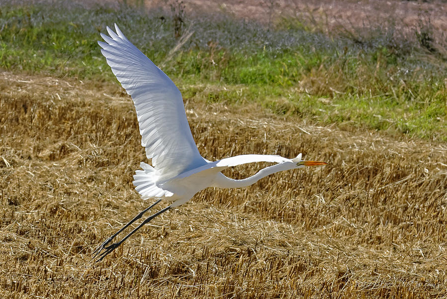 Great Egret #2 Photograph by Jim Thompson