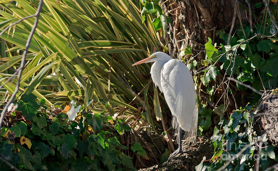 Great Egret Photograph by Kate Brown