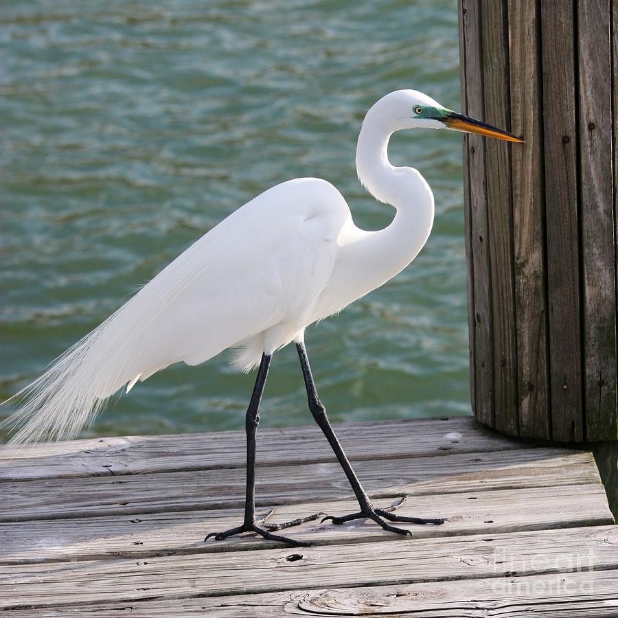 Great  Egret on the Pier Square Photograph by Carol Groenen