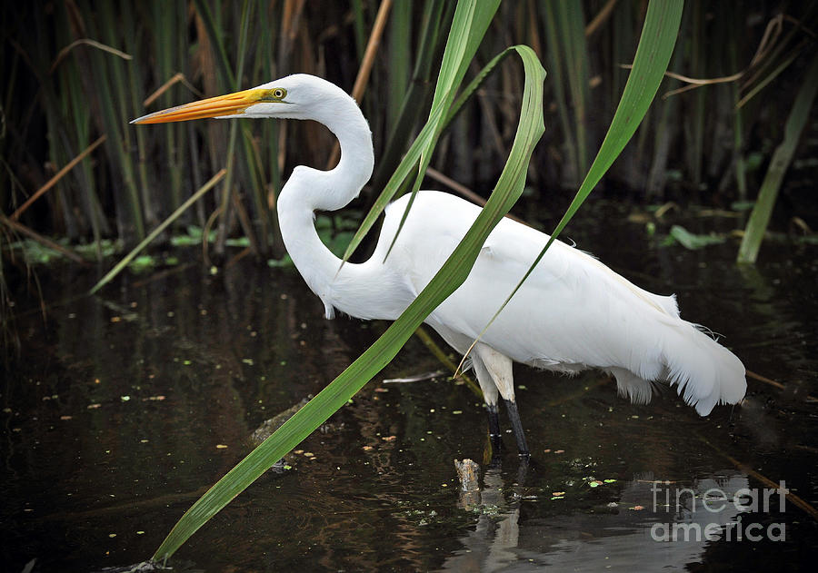 Great Egret #1 Photograph by Savannah Gibbs