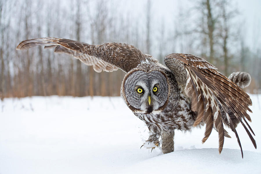 Great Gray Owl #2 Photograph by Copyright Michael Cummings