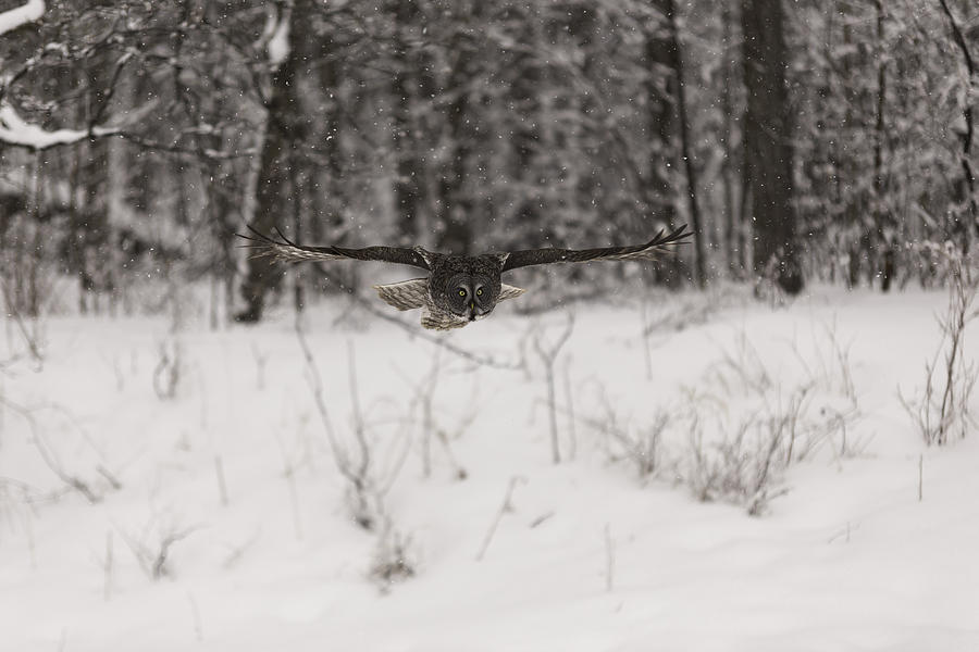 Great Grey Owl in flight #2 Photograph by Josef Pittner