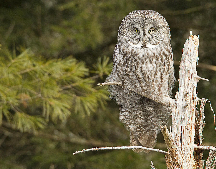 Great Grey Owl Photograph by John Vose