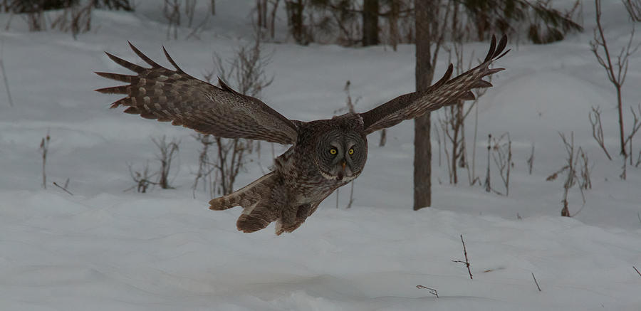 Great Grey Owl #2 Photograph by Josef Pittner