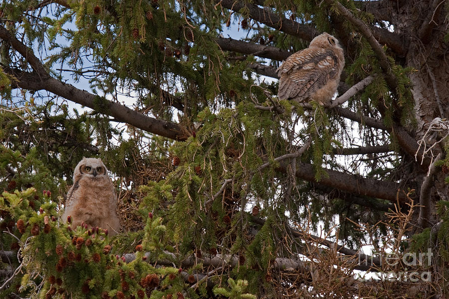 Great Horned Owl at Mammoth #2 Photograph by Fred Stearns