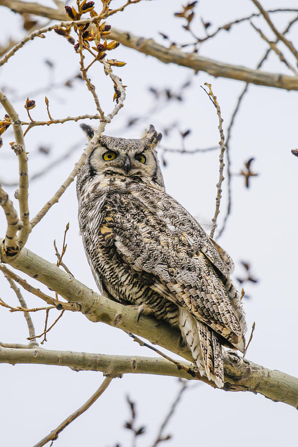 Great-horned Owl Photograph
