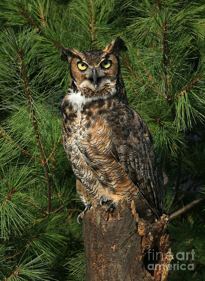 Great Horned Owl #2 Photograph by Clare VanderVeen