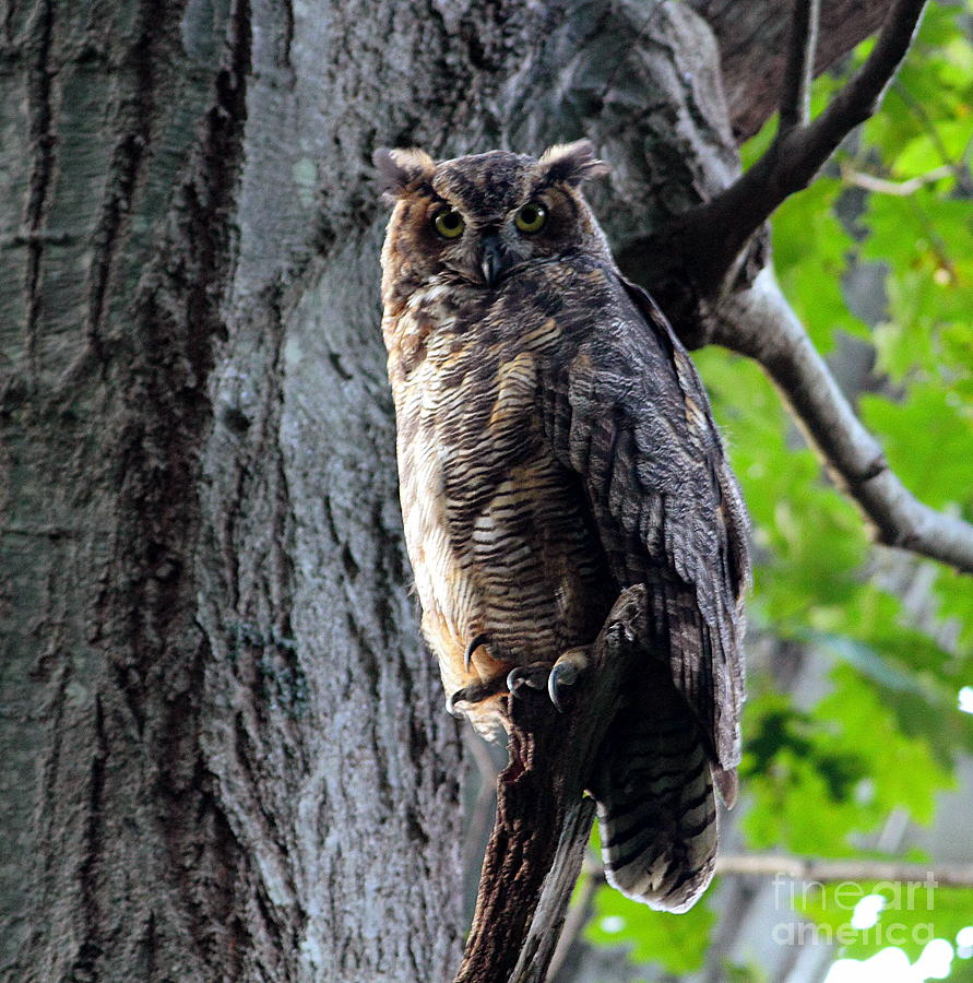 Great Horned Owl Photograph - Great Horned Owl by Linda C Johnson Great Horned Owl Photograph - Great Horned Owl by Linda C Johnson