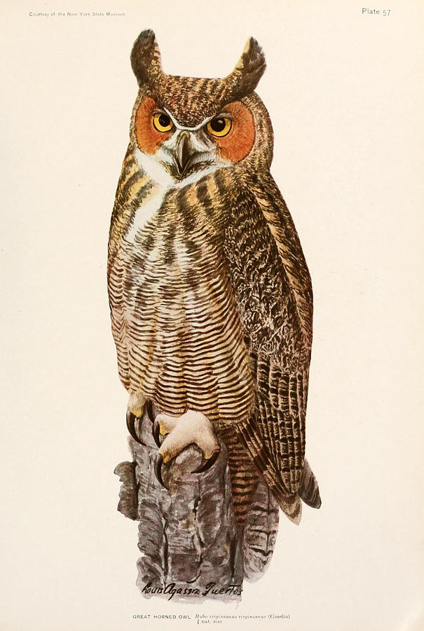 John James Audubon Painting - Great Horned Owl #2 by Dreyer Wildlife Print Collections 