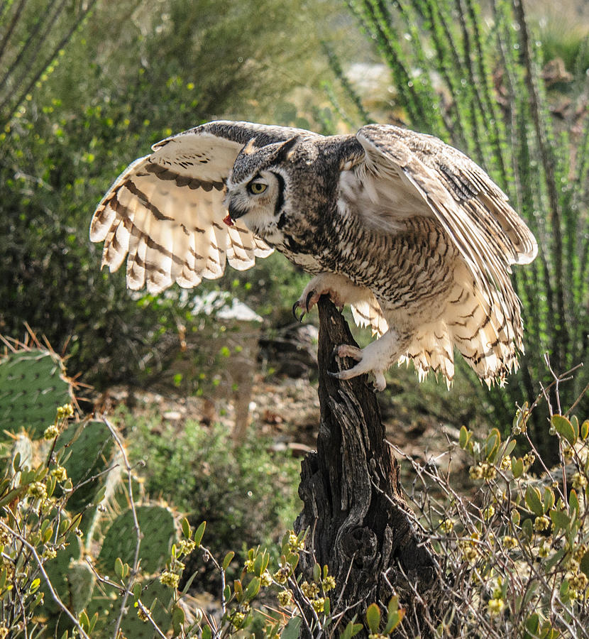 Great Horned Owl #3 Photograph by Tam Ryan
