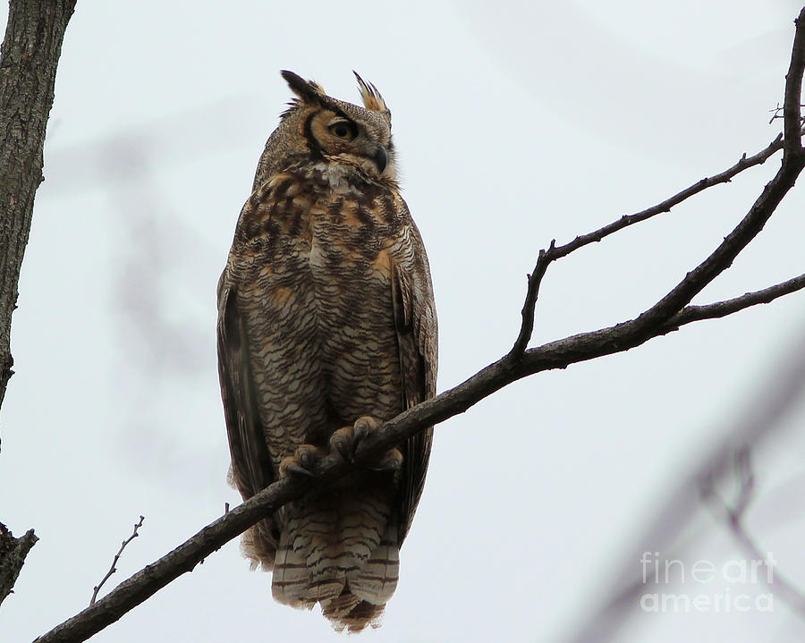 Great Horned owl #2 Photograph by Thomas Danilovich