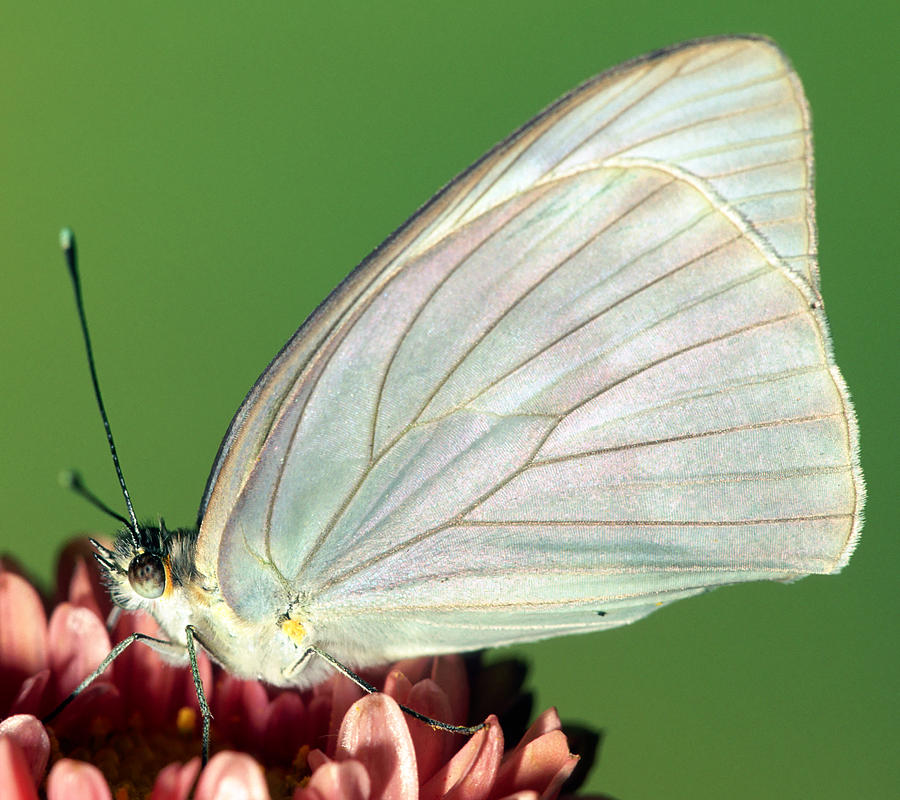 Great Southern White Butterfly #2 Photograph by Millard H. Sharp