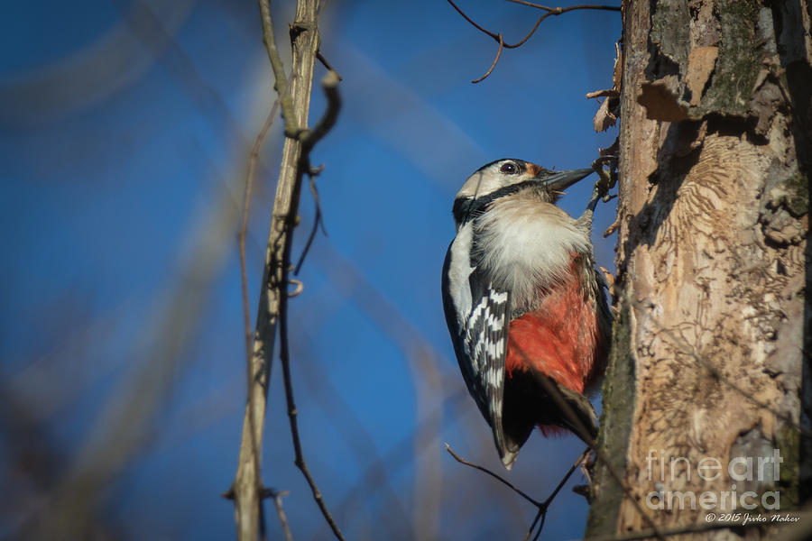 Great Spotted Woodpecker #2 Photograph by Jivko Nakev
