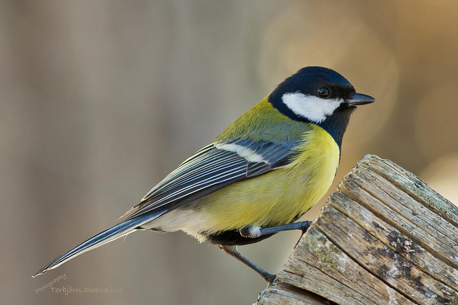 Great Tit #2 Photograph by Torbjorn Swenelius