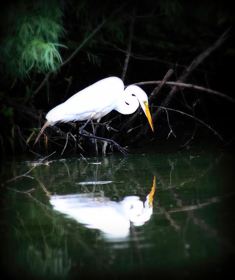 Great White Egret #2 Photograph by Amanda Stadther