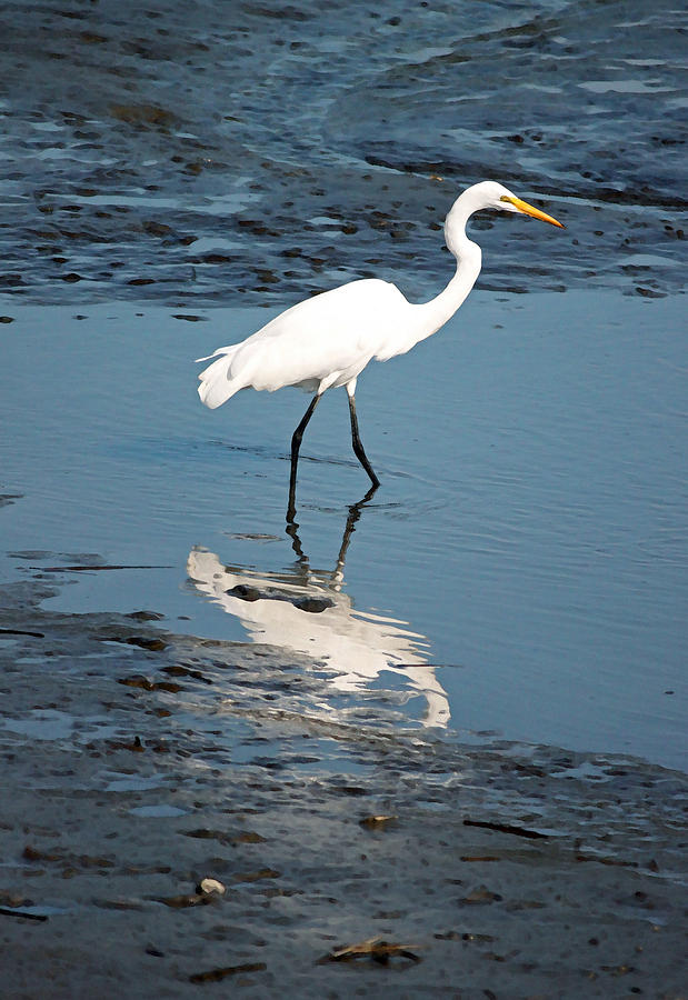 Great White Egret and Reflection #2 Photograph by Suzanne Gaff