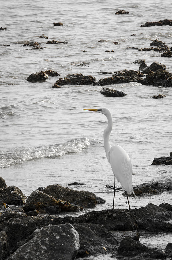 Great White Egret #1 Photograph by Carolyn Marshall