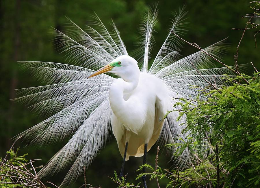Great White Egret in Breeding Plumage #2 Photograph by Paulette Thomas