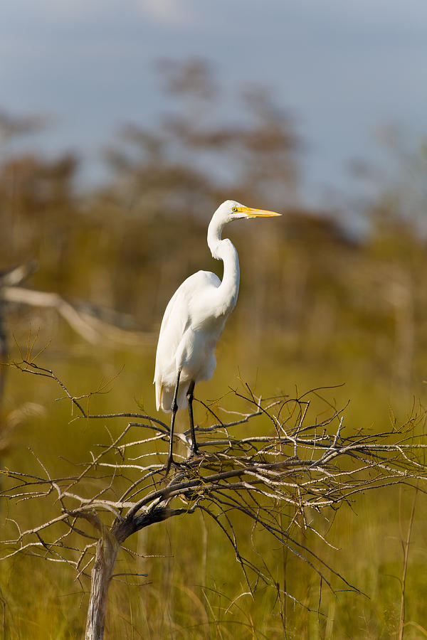 Great White Egret Photograph by Raul Rodriguez