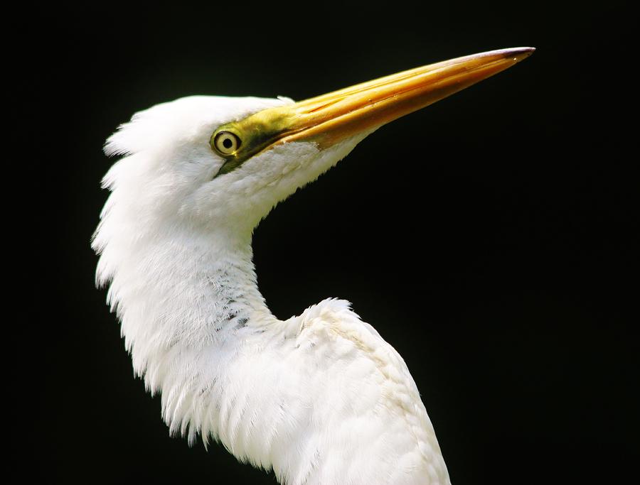 Egret Photograph - Great White Egret Up Close #2 by Paulette Thomas
