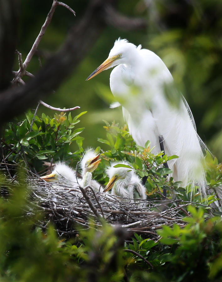 Great White Egret with Chicks #2 Photograph by Joseph G Holland