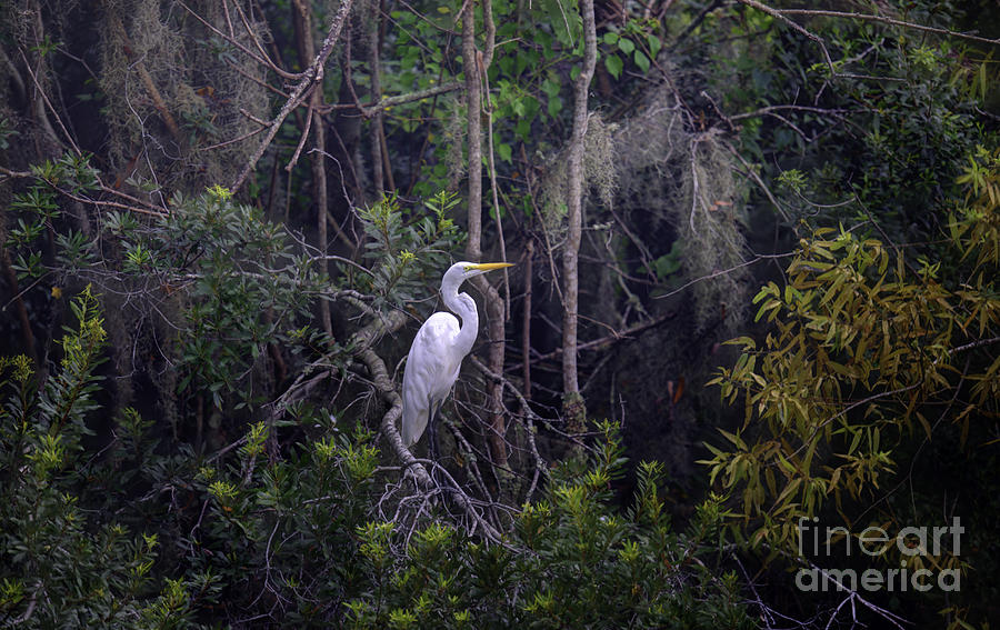 Lowcountry Marsh White Heron Photograph by Dale Powell