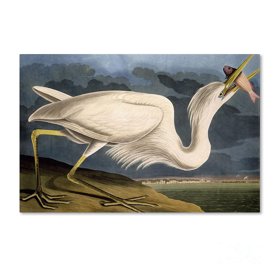 Great White Heron #2 Drawing by Celestial Images
