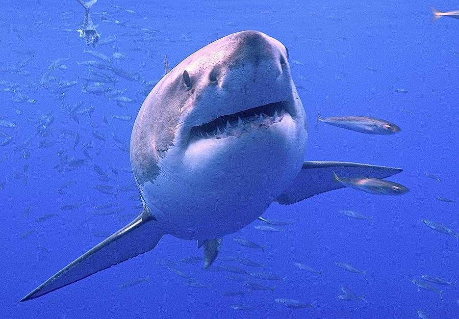 Great White Shark #2 Photograph by Cat Gennaro