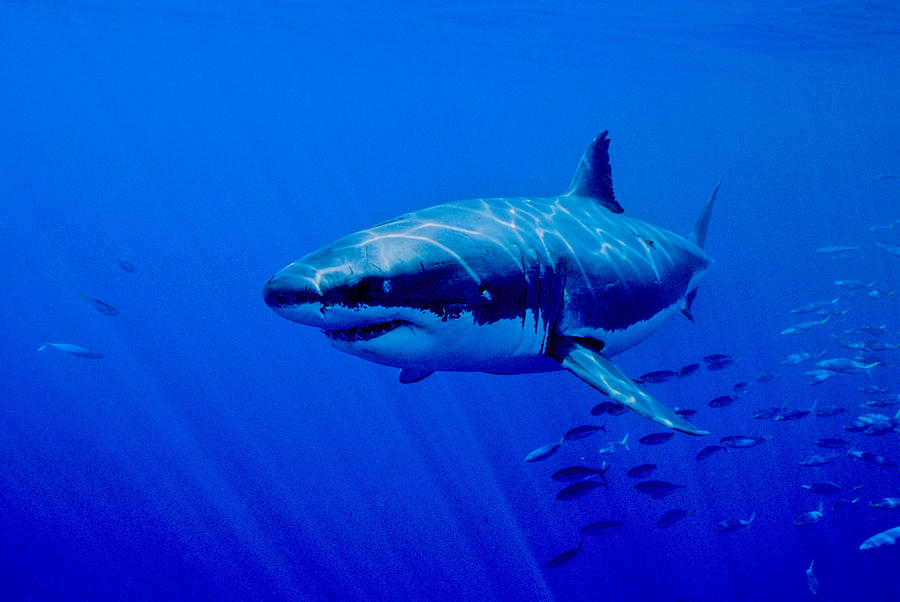 Great White Shark #2 Photograph by Charles Angelo