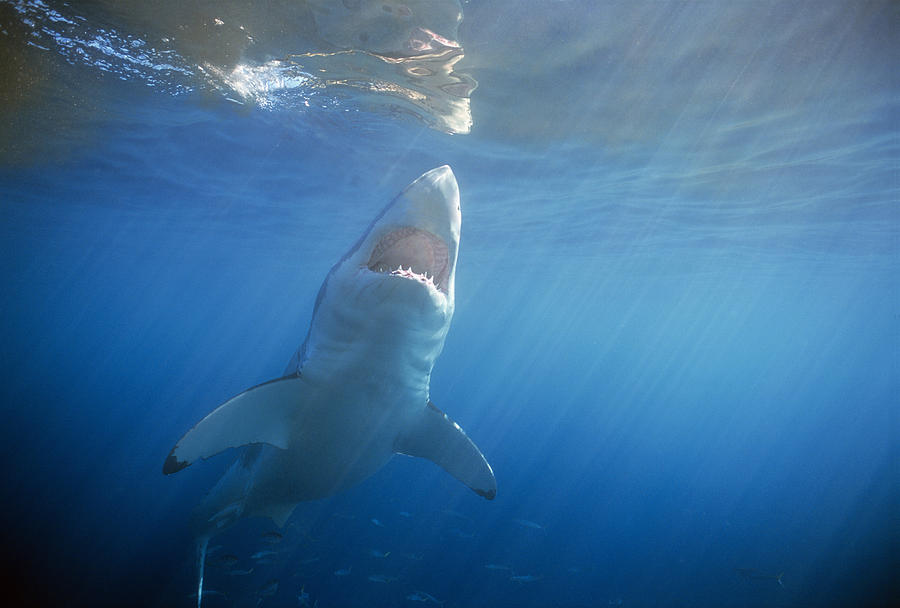 Great White Shark #2 Photograph by Jeff Rotman