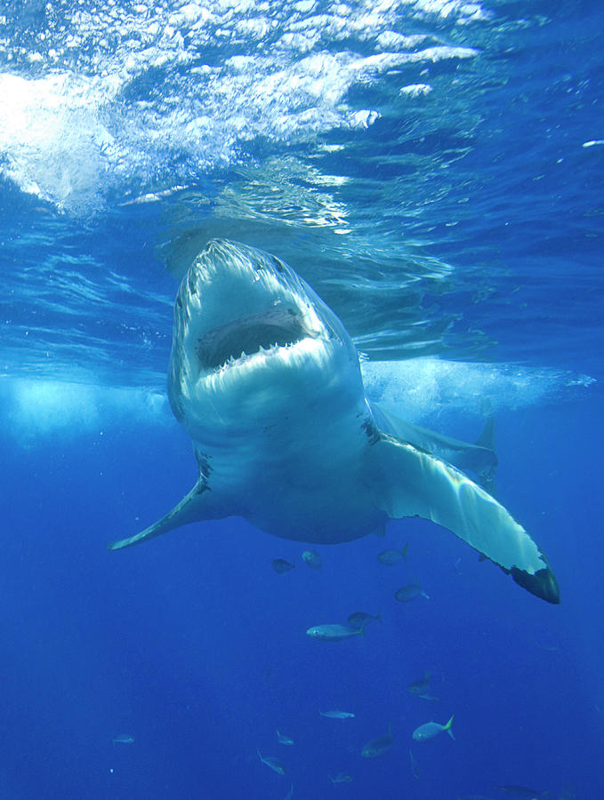 Great White Shark Photograph by Louise Murray/science Photo Library ...