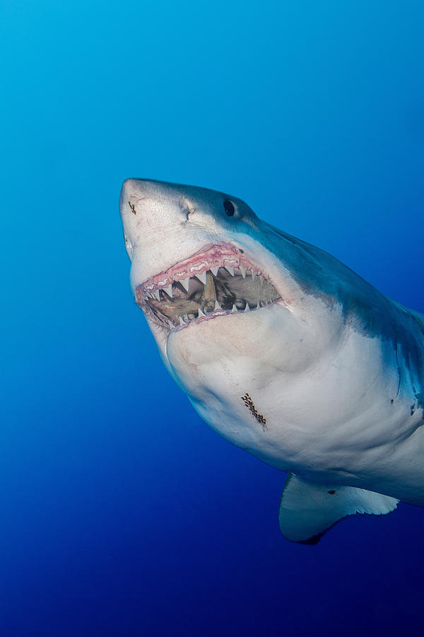 Great white shark #2 Photograph by Stephen Frink