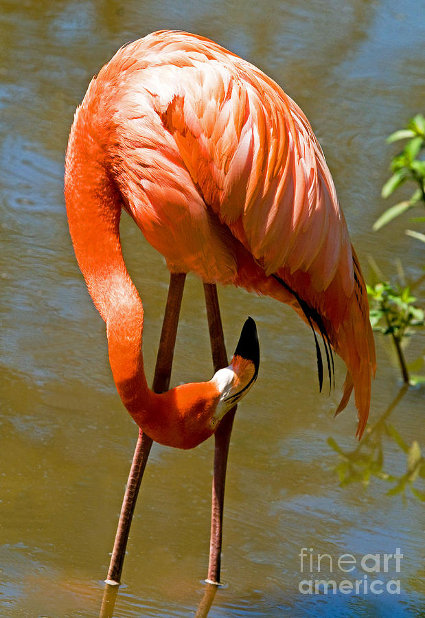 Greater Flamingo #2 Photograph by Millard H. Sharp