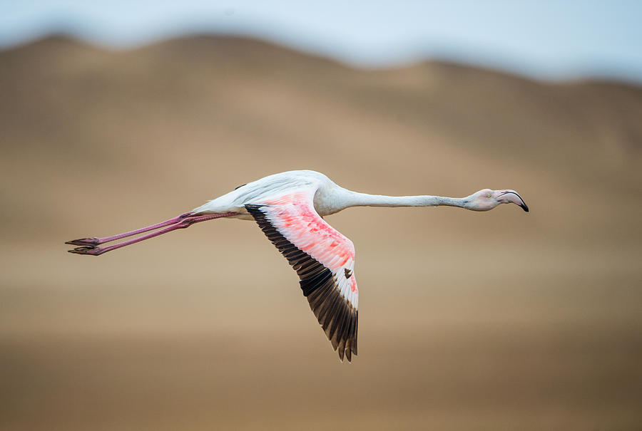 Flamingo Photograph - Greater Flamingo Phoenicopterus Roseus #2 by Panoramic Images