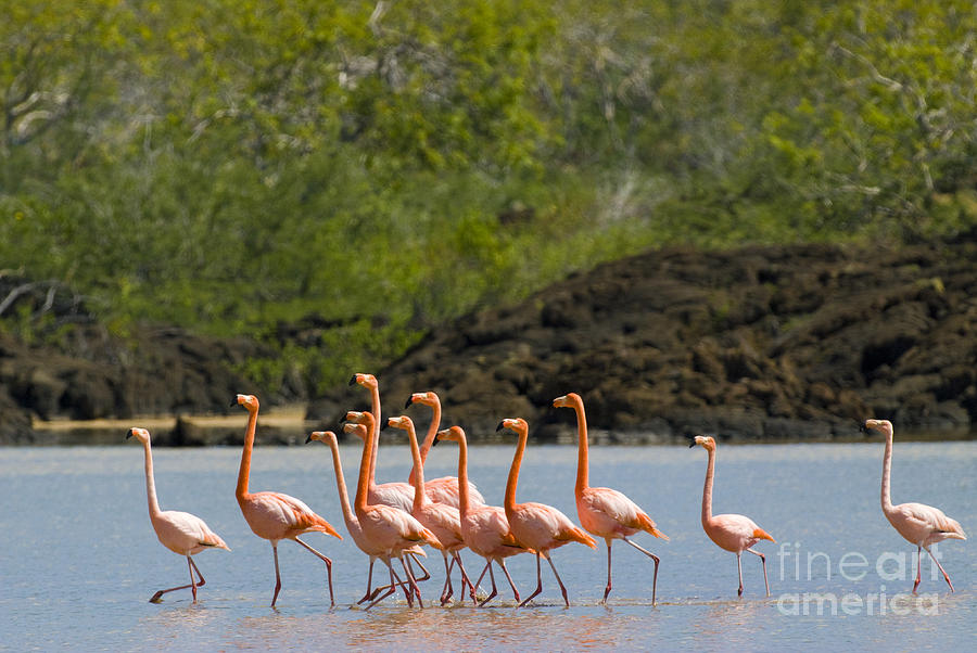 Flamingo Photograph - Greater Flamingos #2 by William H. Mullins