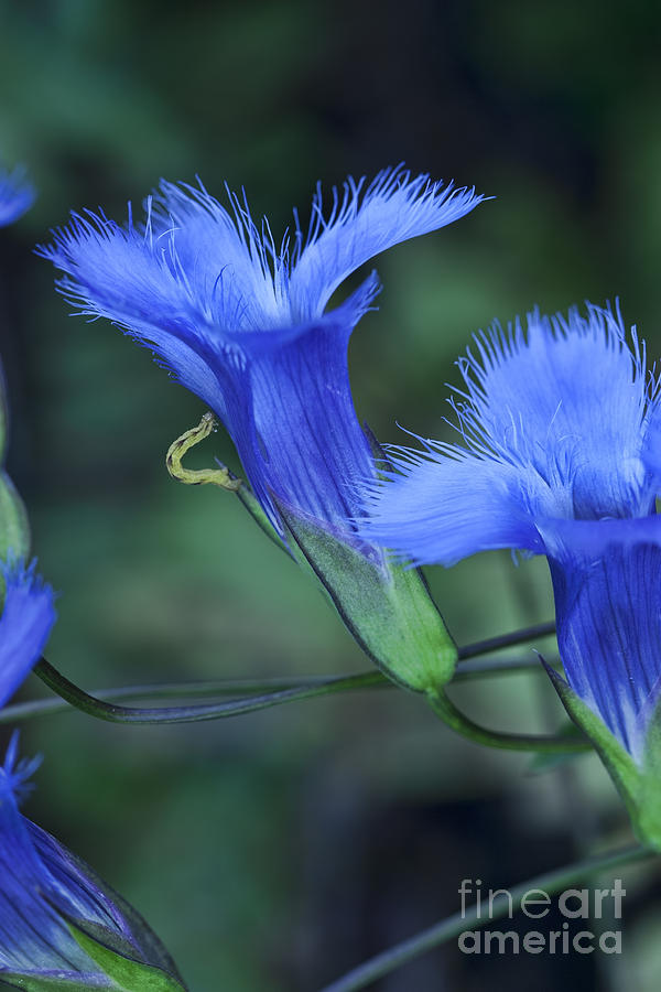 Spring Photograph - Greater Fringed Blue Gentian #2 by Gregory Scott
