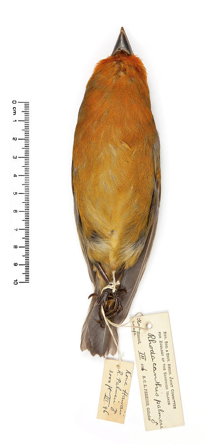 Greater Koa Finch #2 Photograph by Natural History Museum, London/science Photo Library