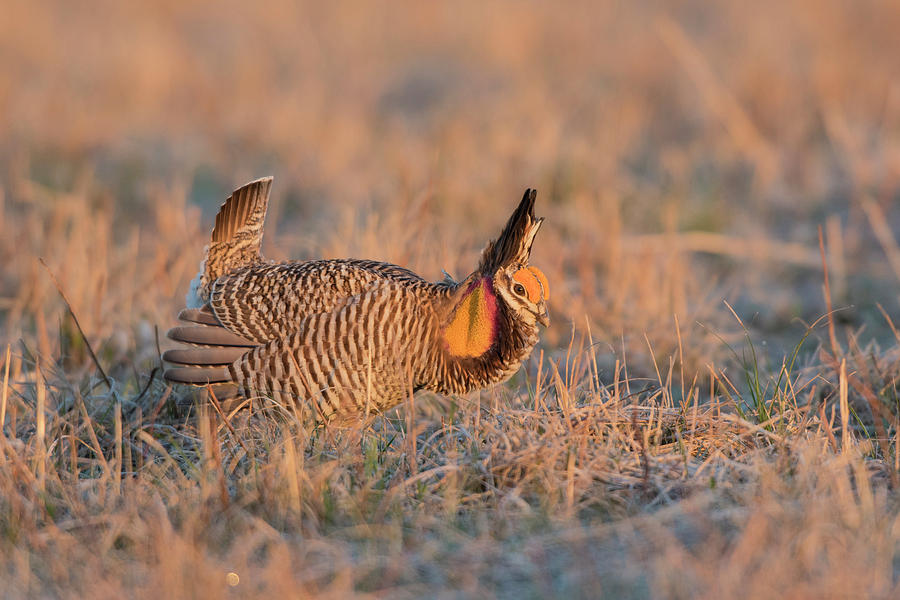 Greater Prairie-chicken (tympanuchus Photograph By Richard And Susan 