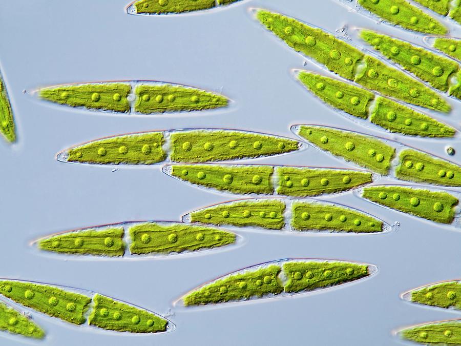Green Algae #2 Photograph by Gerd Guenther/science Photo Library