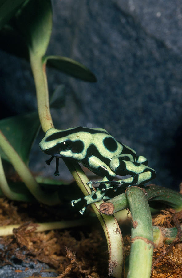 Green And Black Poison Dart Frog #2 Photograph by John Mitchell