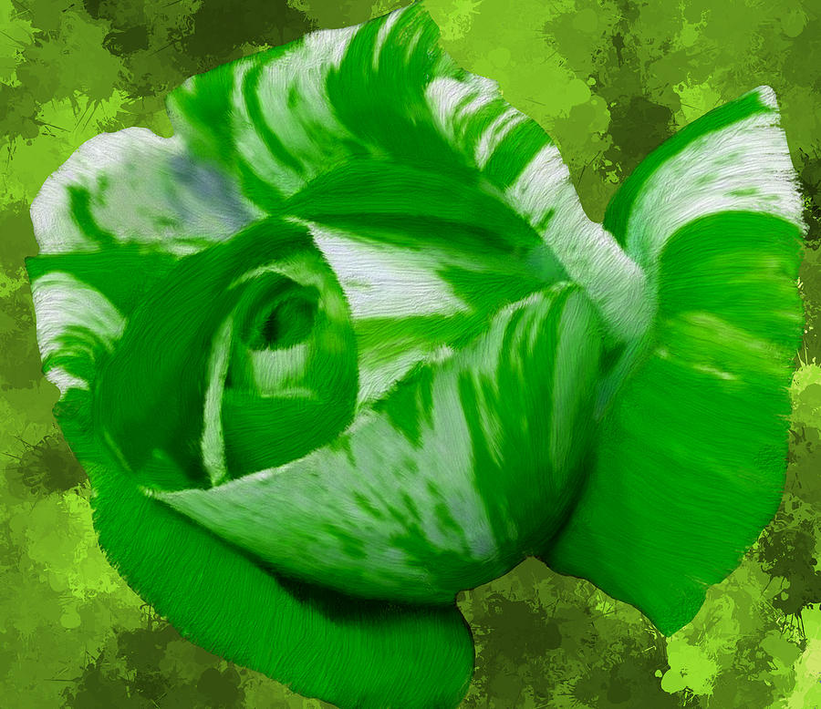 Green and White Rose #1 Painting by Bruce Nutting