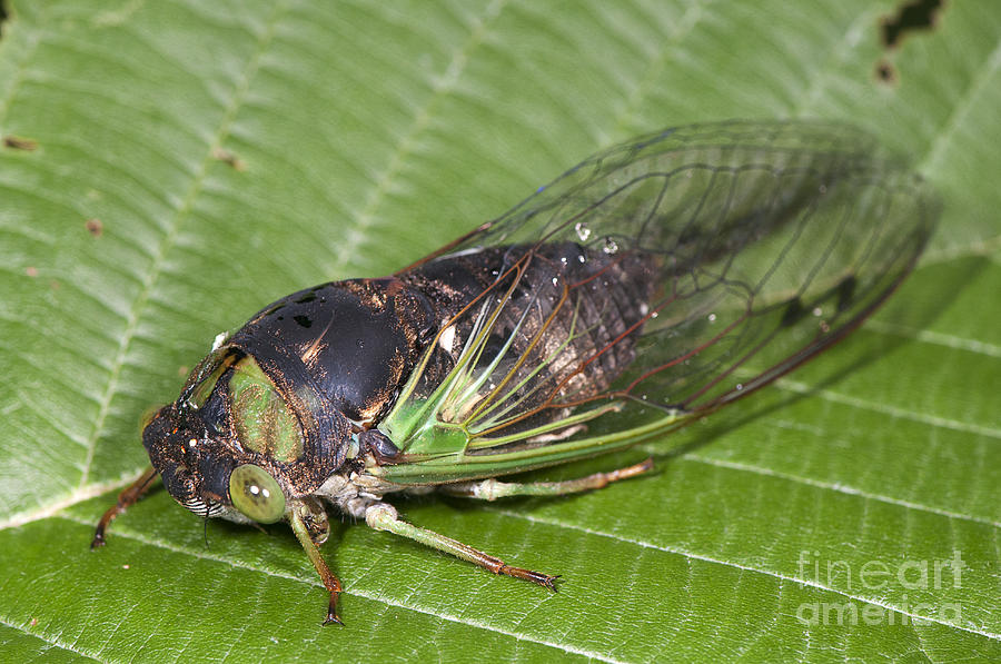 Green Annual Cicada #2 Photograph by Scott Camazine