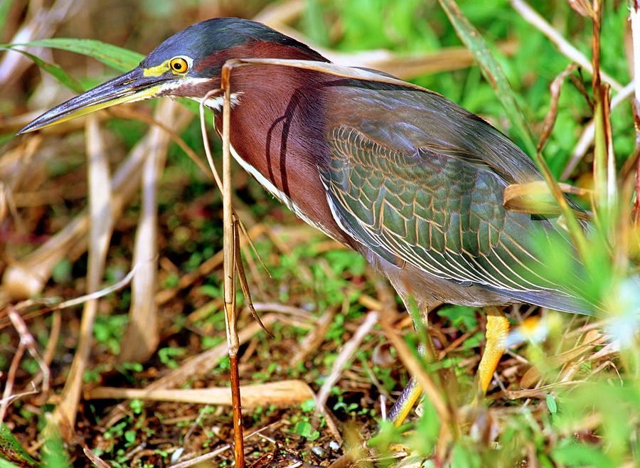 Green Back Heron Photograph by Millard H. Sharp - Fine Art America